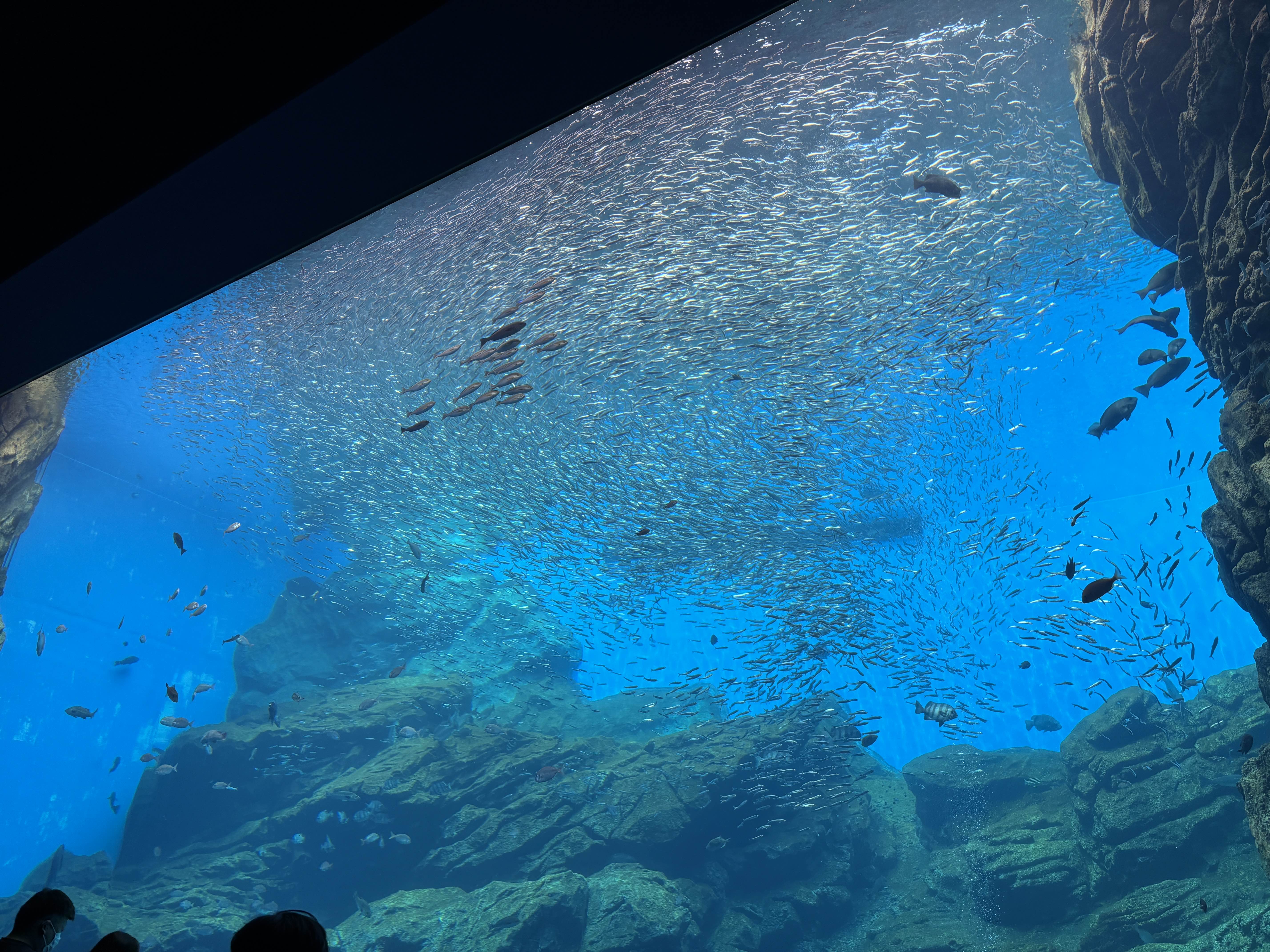 一番大きい水槽 遠足の幼稚園児が騒いでて可愛かった