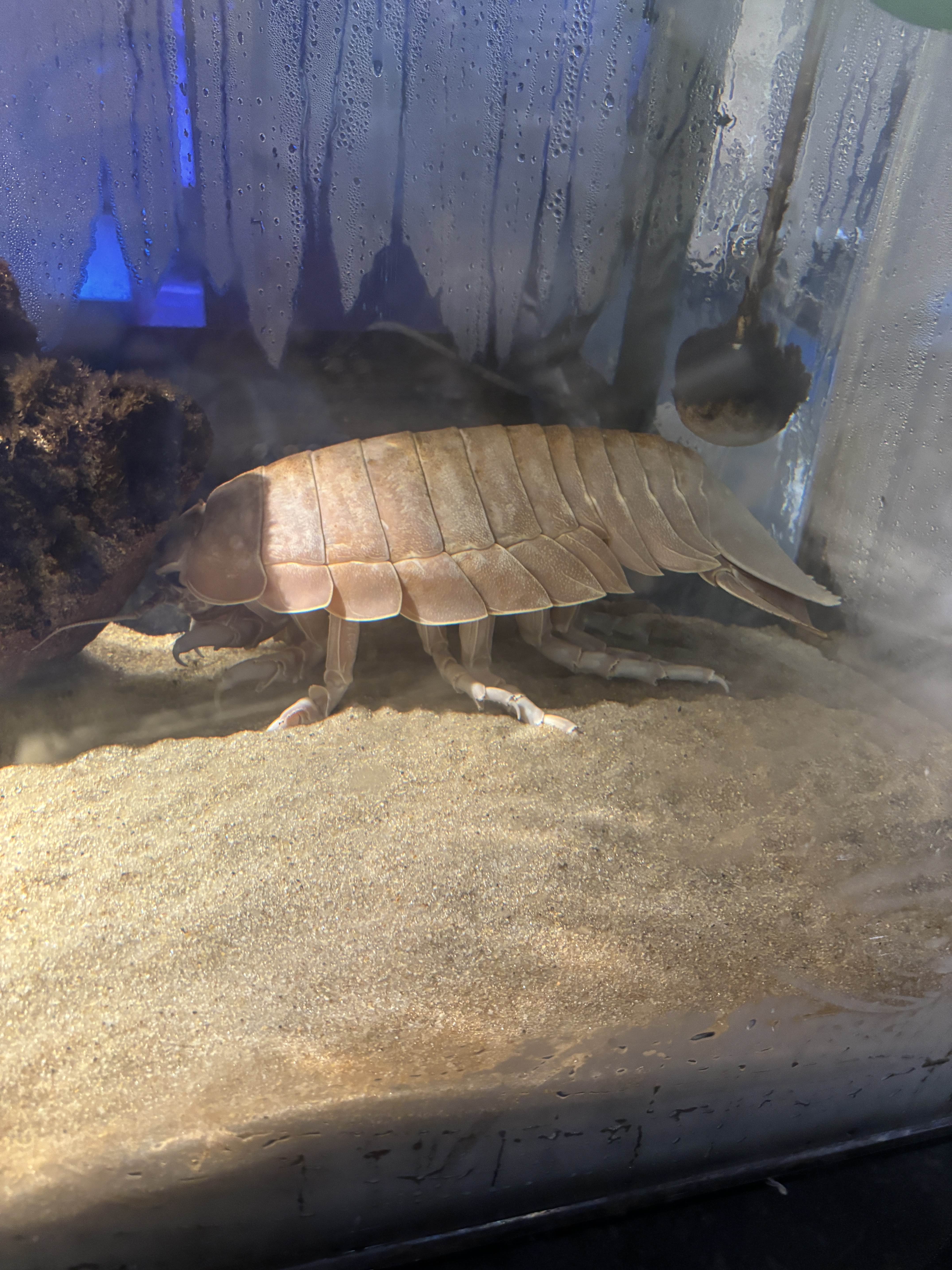 ダイオウグソクムシ どうぶつの森以外で初めて見た。デカすぎる